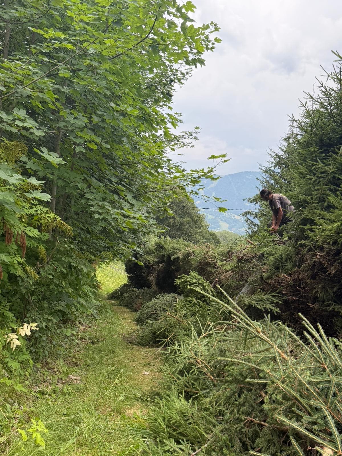 Chantier JM Élagage Douvaine — réalisation 8